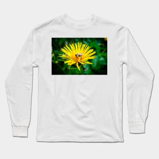 Bee On Elecampane Flower 3 Long Sleeve T-Shirt